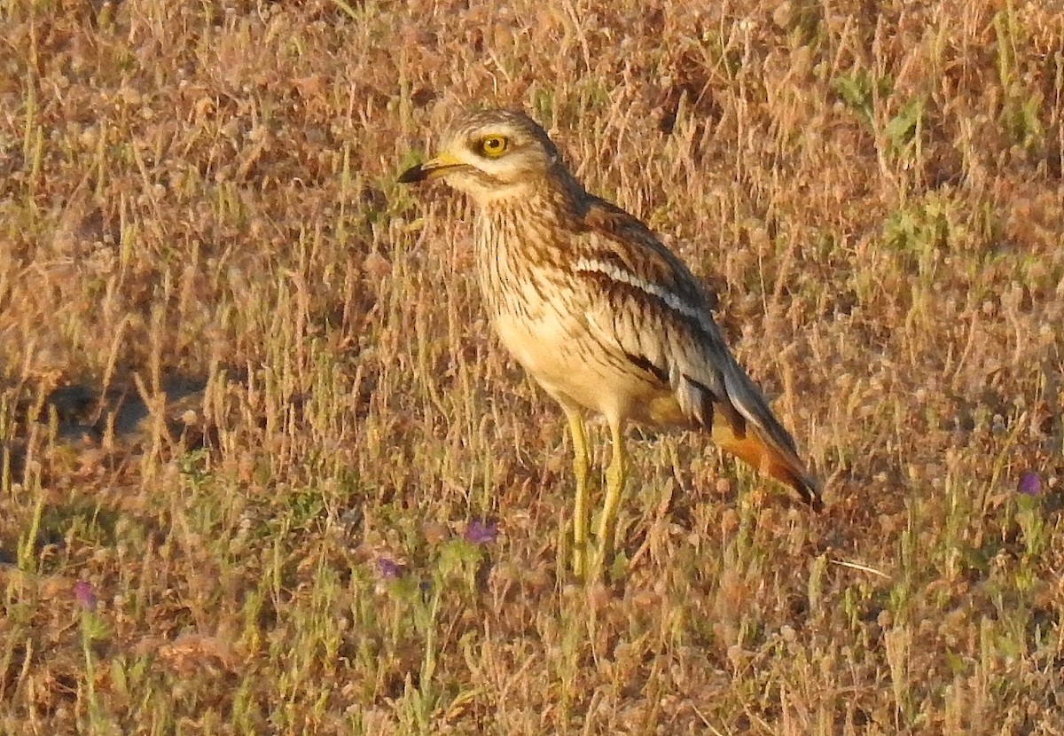 Eurasian Thick-knee - Víctor Escribano Gordillo