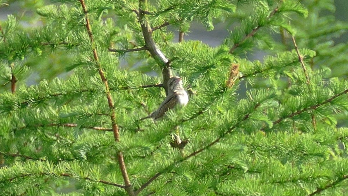 Eurasian Wryneck - Mark Hancock