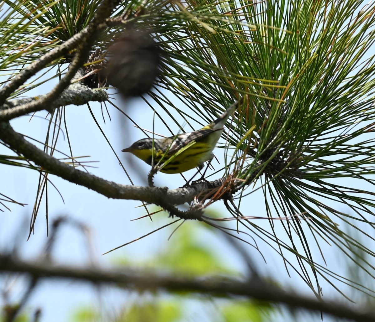 Magnolia Warbler - Nicolle and H-Boon Lee