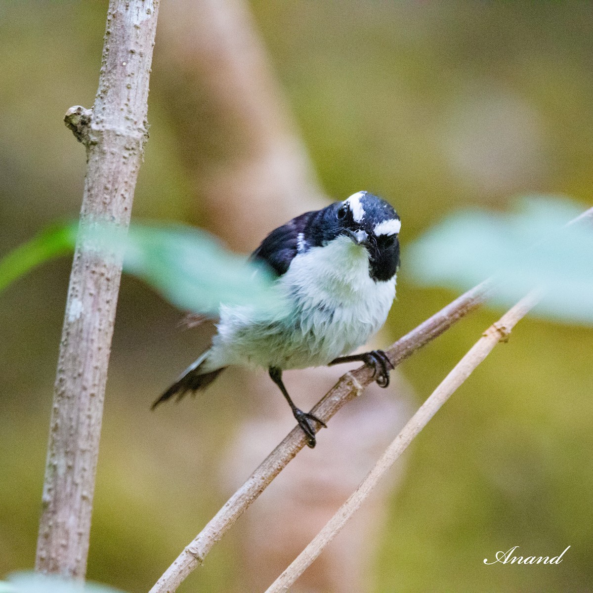 Little Pied Flycatcher - Anand Singh