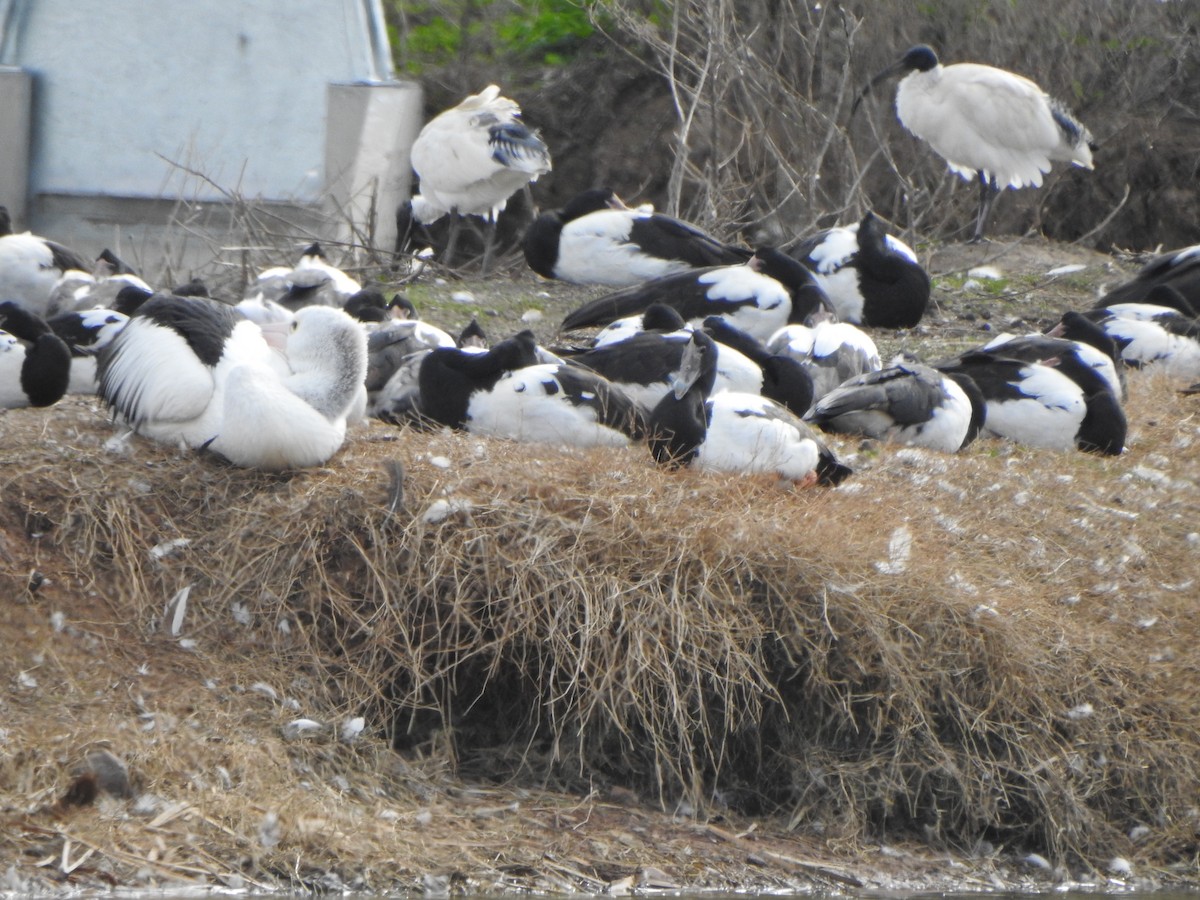 Magpie Goose - DS Ridley