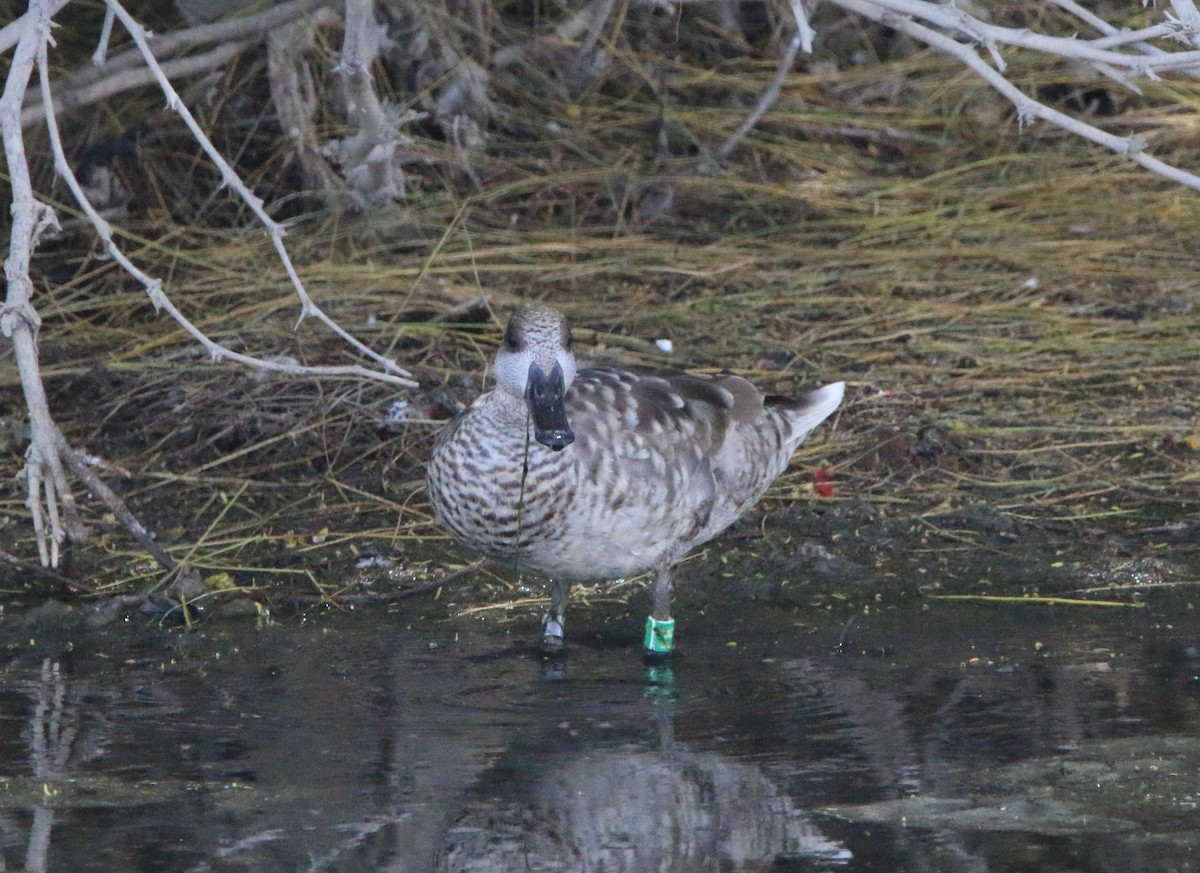 Marbled Duck - Kyle Grotens