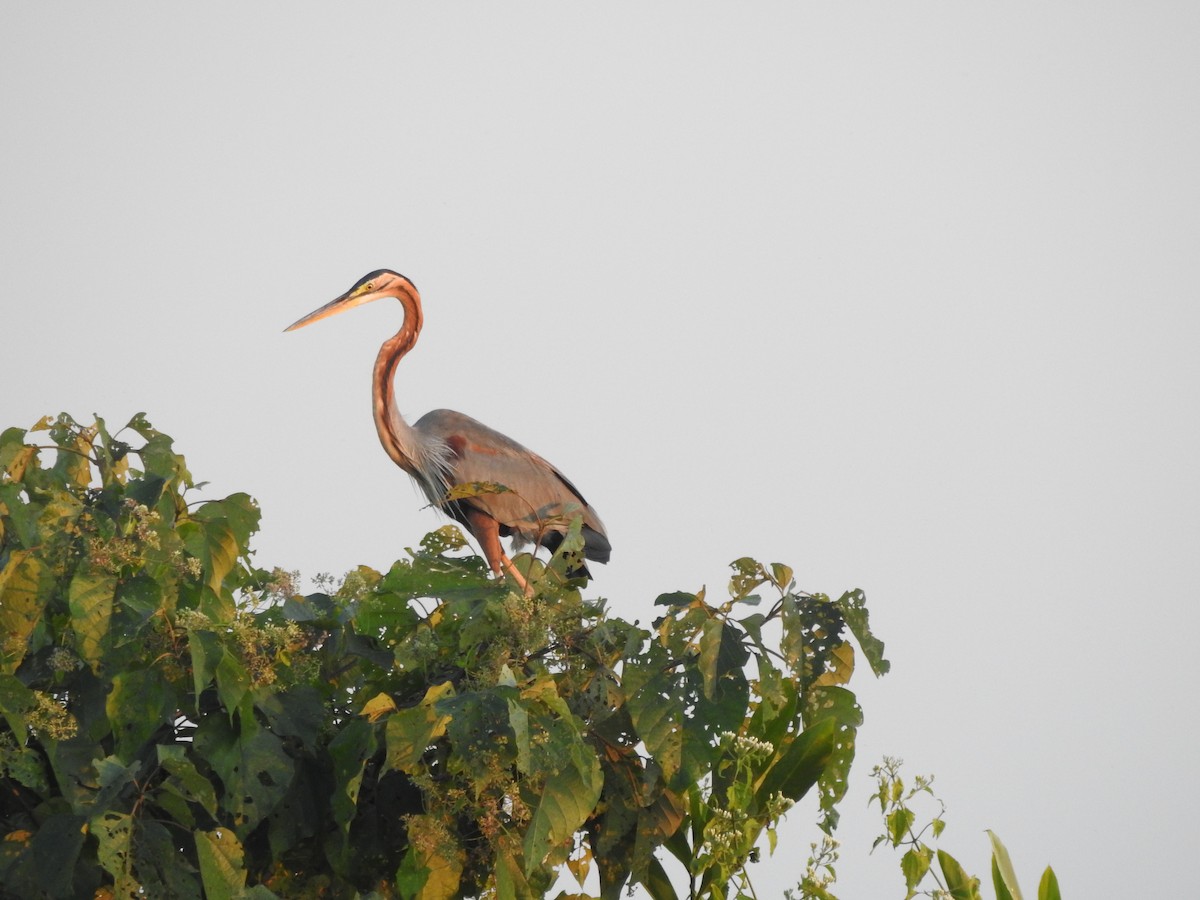 Purple Heron - Selvaganesh K