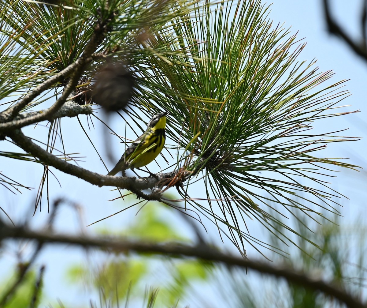 Magnolia Warbler - Nicolle and H-Boon Lee