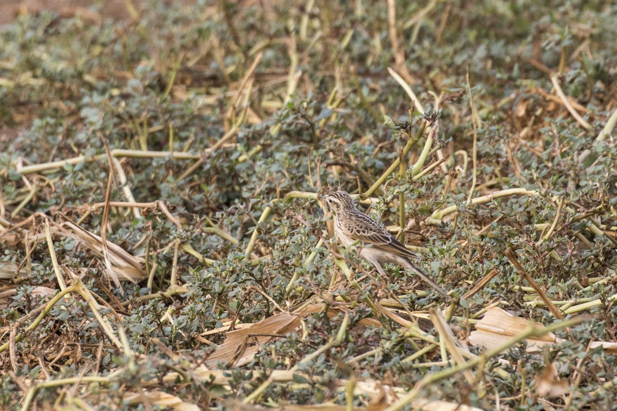 Paddyfield Pipit - Ramesh Shenai