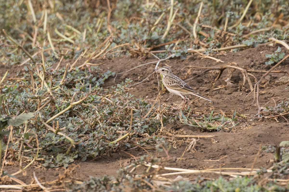 Paddyfield Pipit - Ramesh Shenai