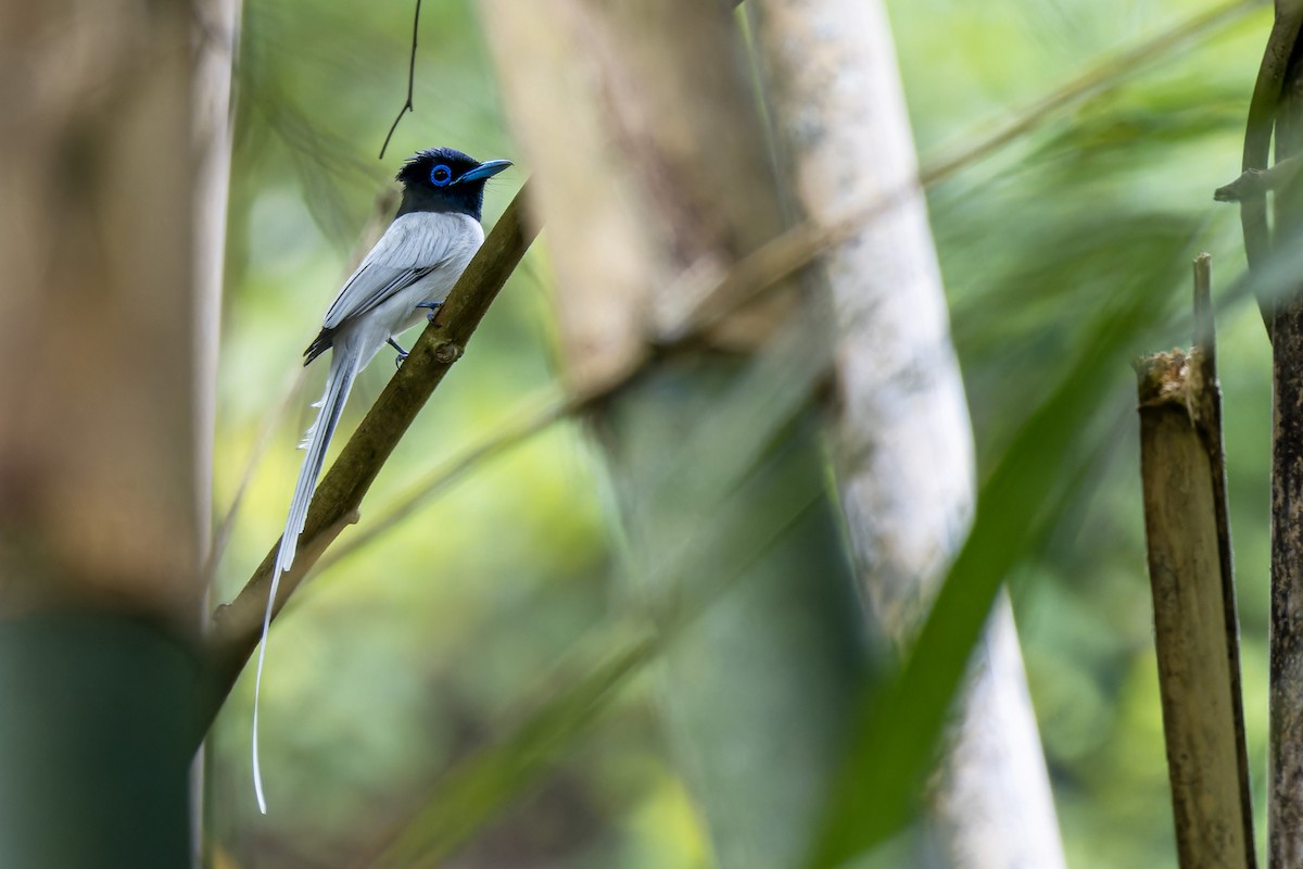 Blyth's Paradise-Flycatcher (Blyth's) - Muangpai Suetrong