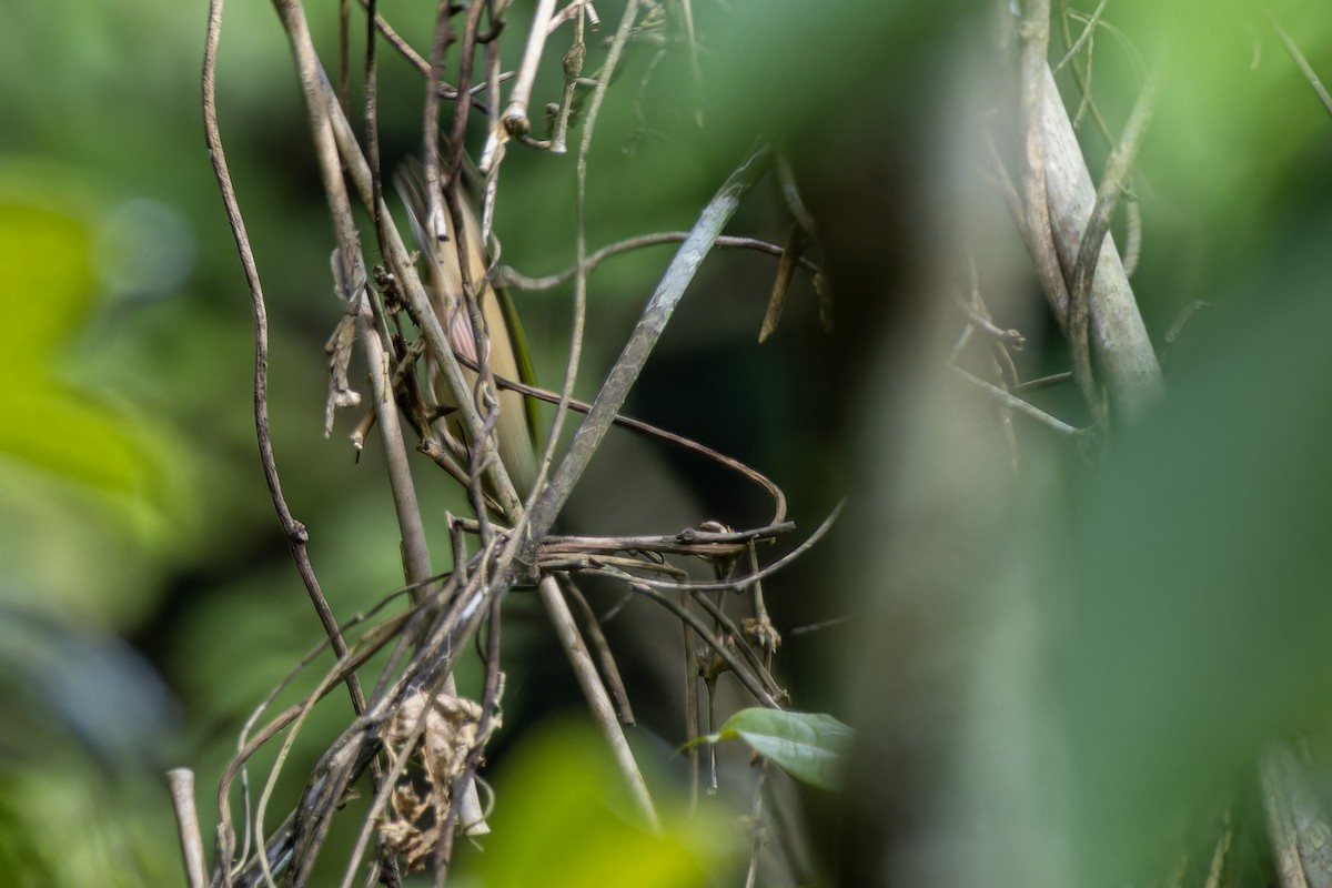 Pin-tailed Parrotfinch - Muangpai Suetrong