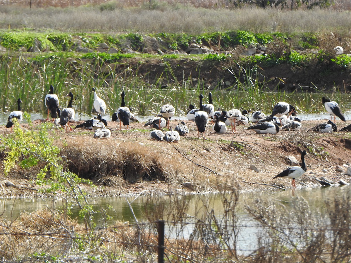 Magpie Goose - DS Ridley