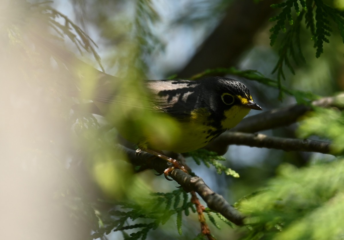 Canada Warbler - Nicolle and H-Boon Lee