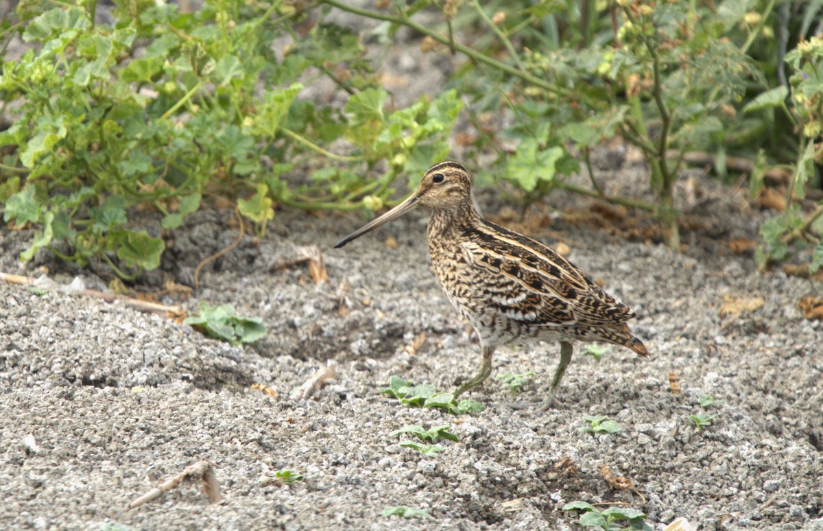 Great Snipe - ML619558932