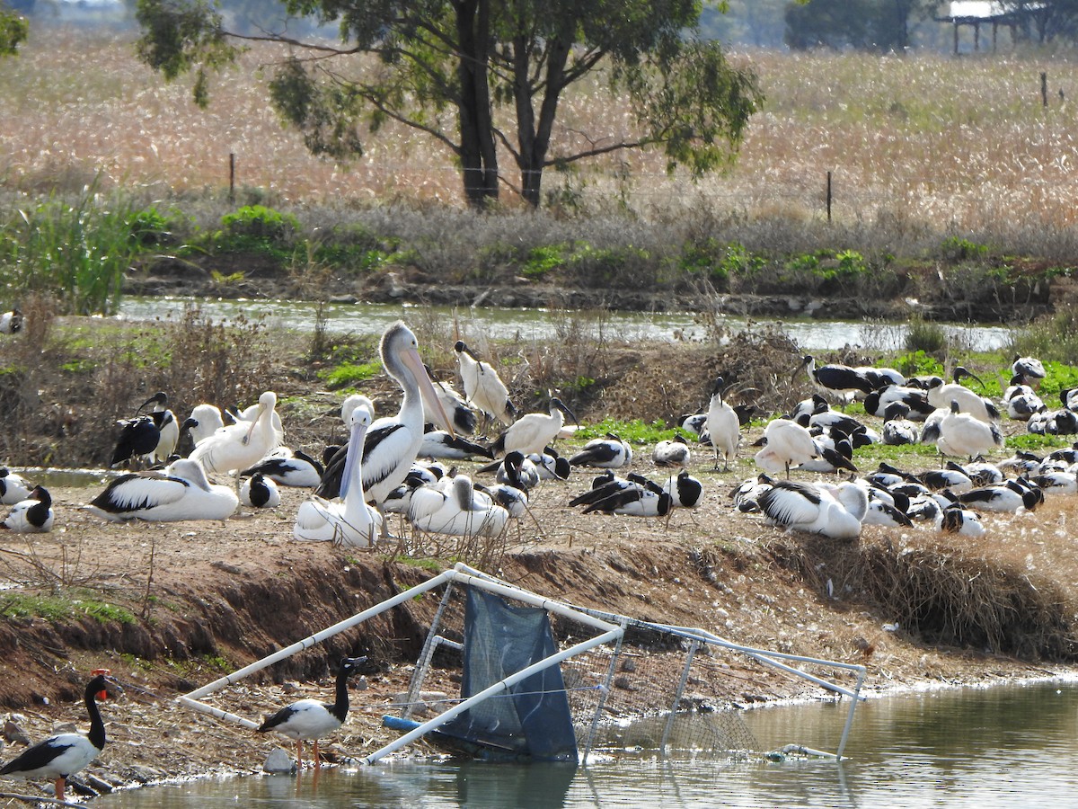 Straw-necked Ibis - DS Ridley