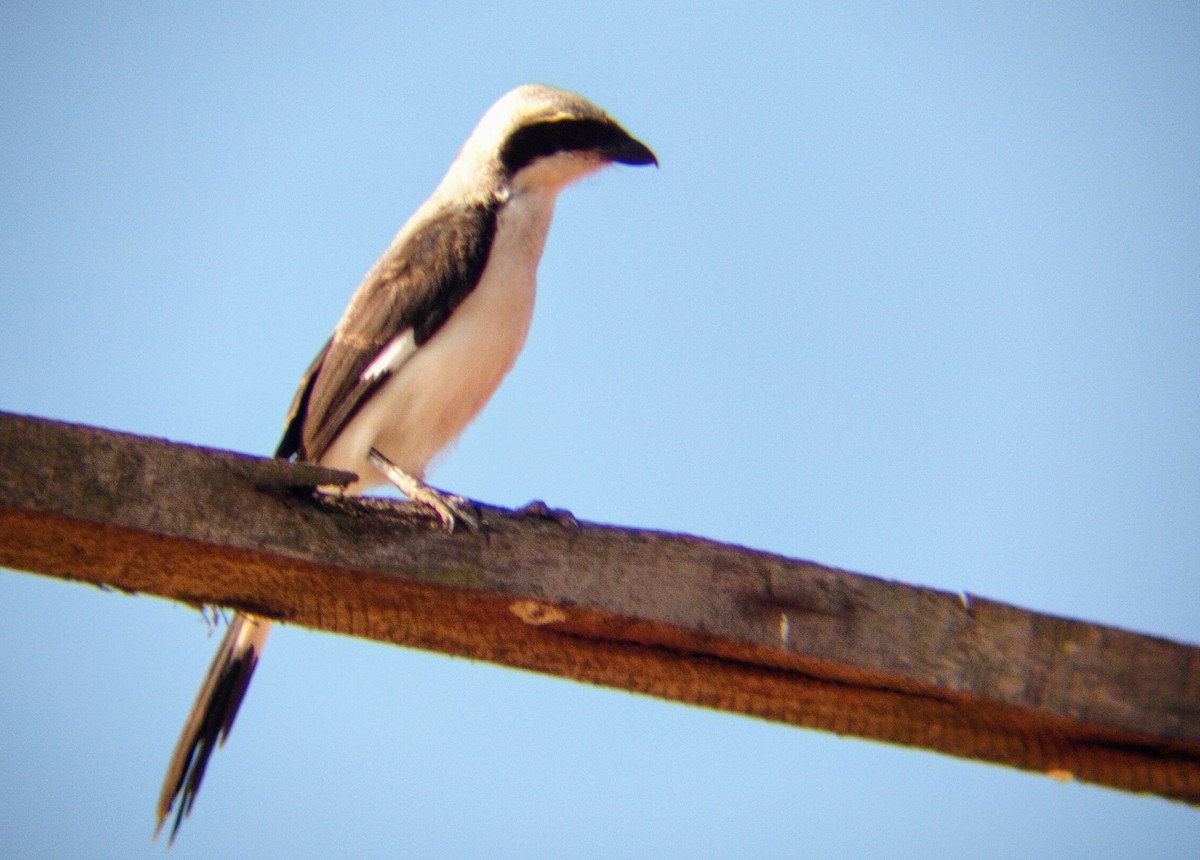 Gray-backed Fiscal - André Kamphuis