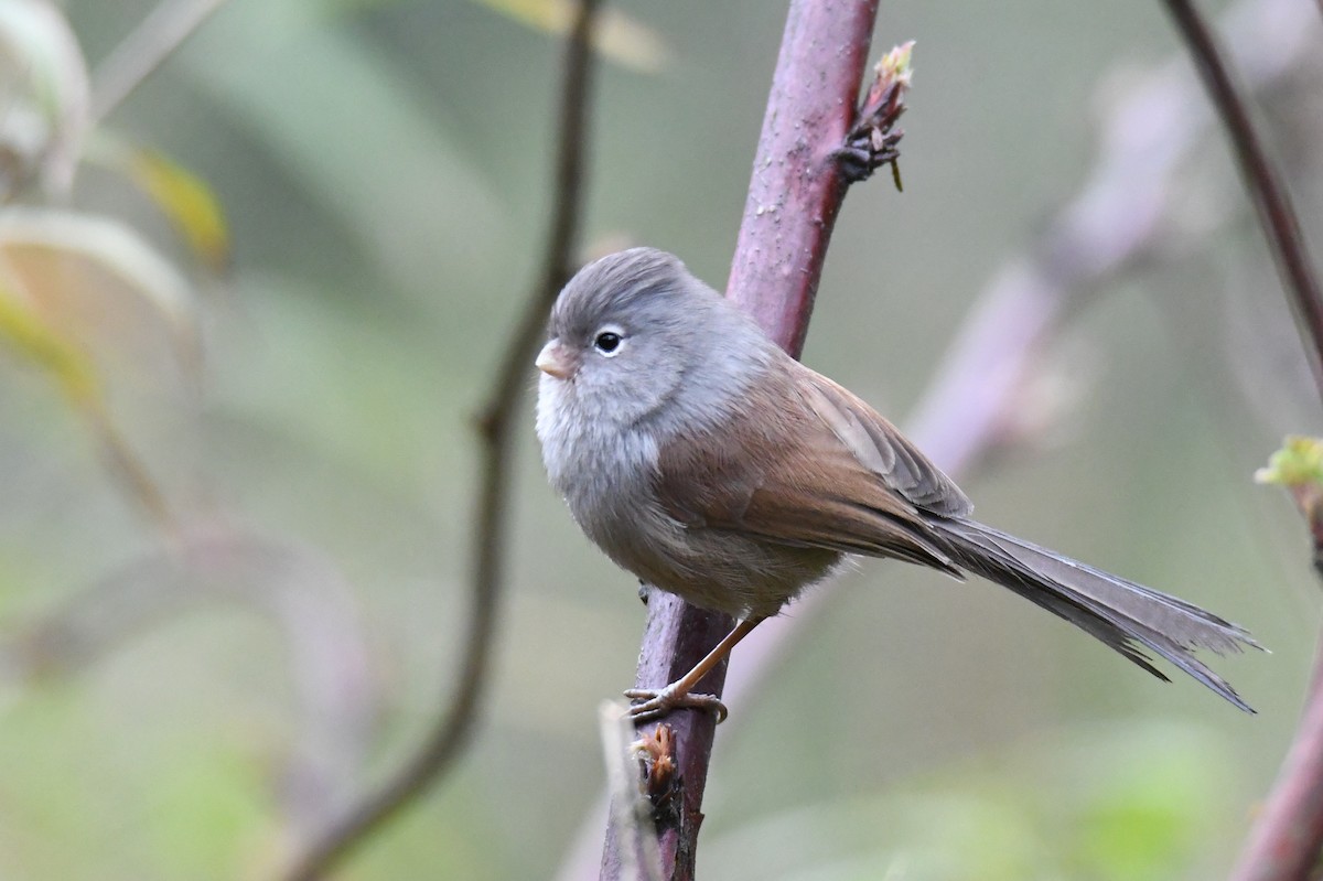 Gray-hooded Parrotbill - ML619558937