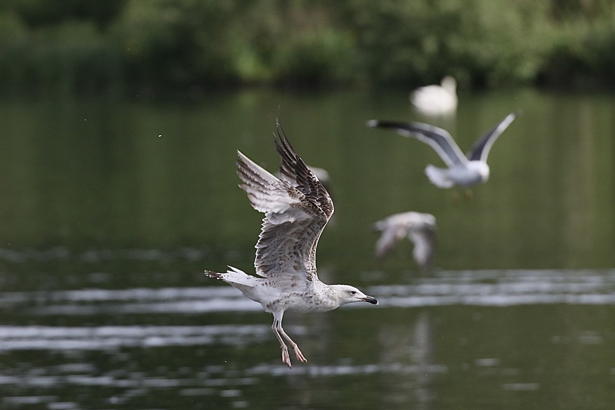 Yellow-legged Gull - Edmund Mackrill