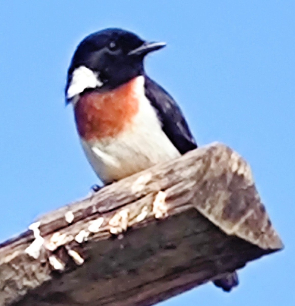 African Stonechat - André Kamphuis