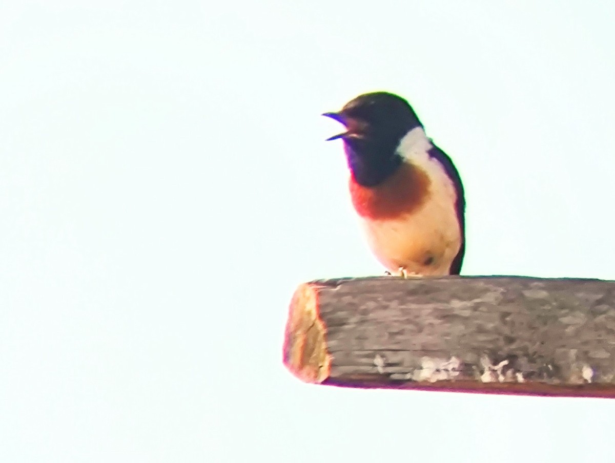 African Stonechat - André Kamphuis