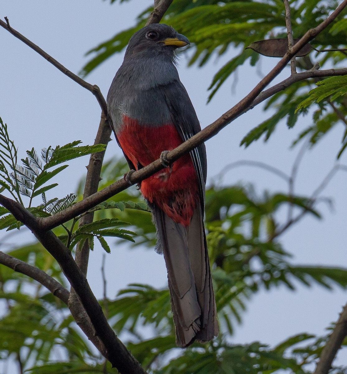 Black-tailed Trogon - ML619558945