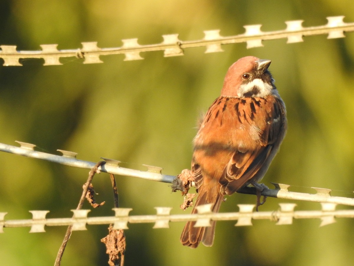 Eurasian Tree Sparrow - Selvaganesh K