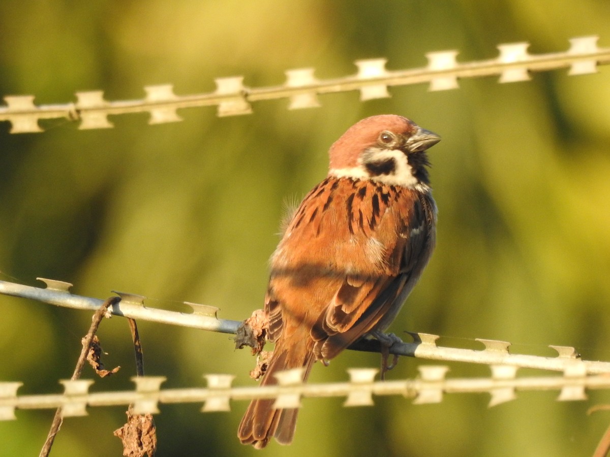 Eurasian Tree Sparrow - Selvaganesh K