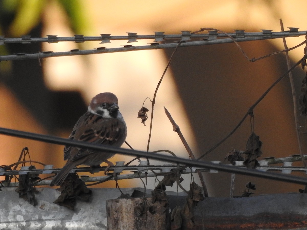 Eurasian Tree Sparrow - Selvaganesh K