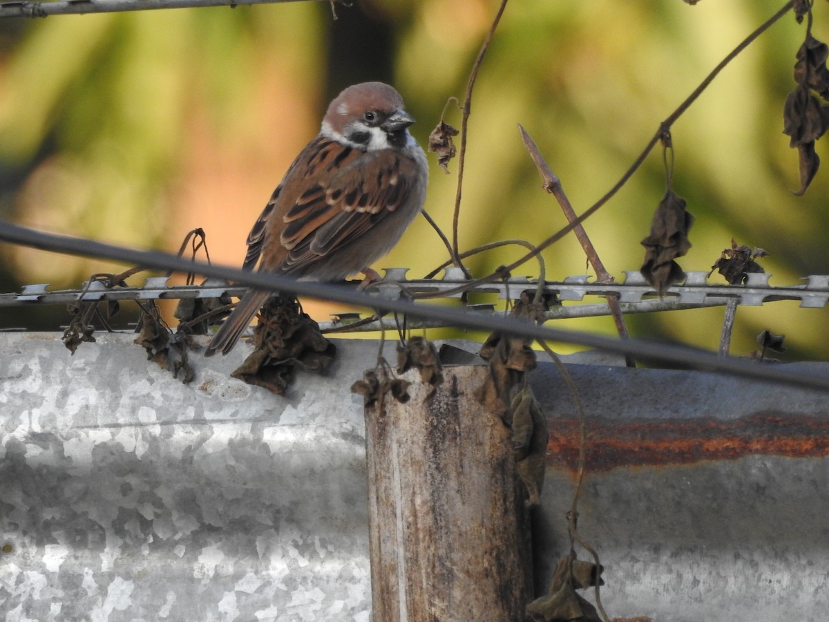 Eurasian Tree Sparrow - Selvaganesh K