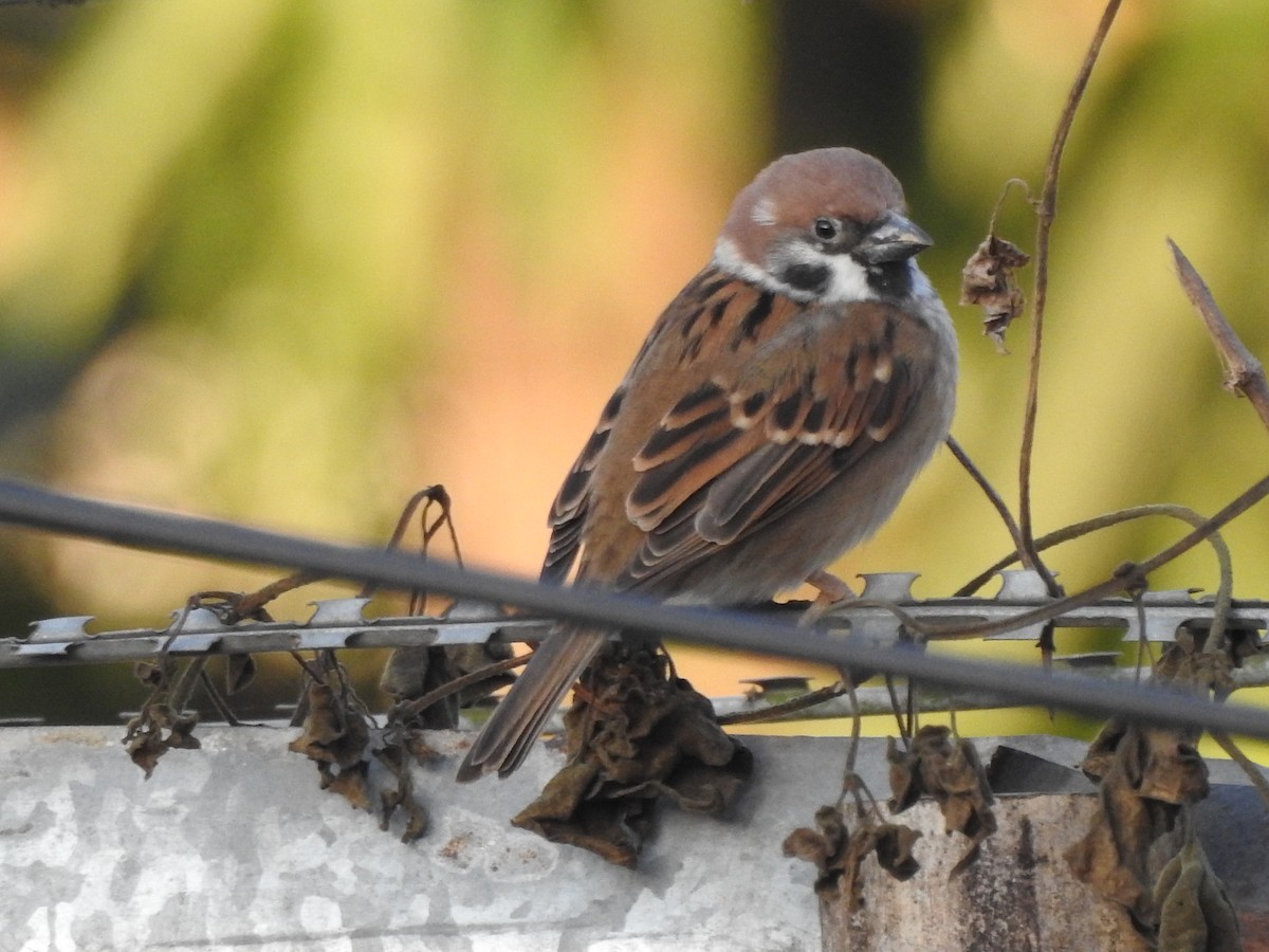 Eurasian Tree Sparrow - Selvaganesh K