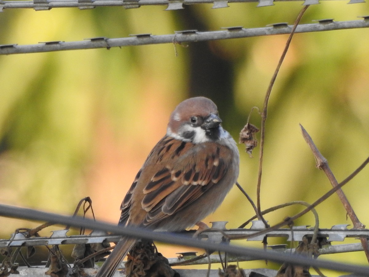 Eurasian Tree Sparrow - Selvaganesh K