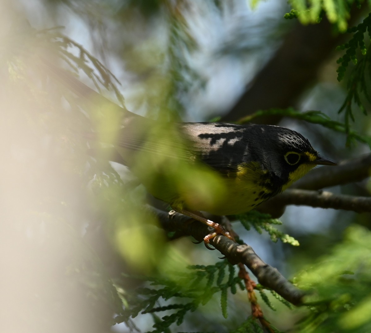 Canada Warbler - Nicolle and H-Boon Lee