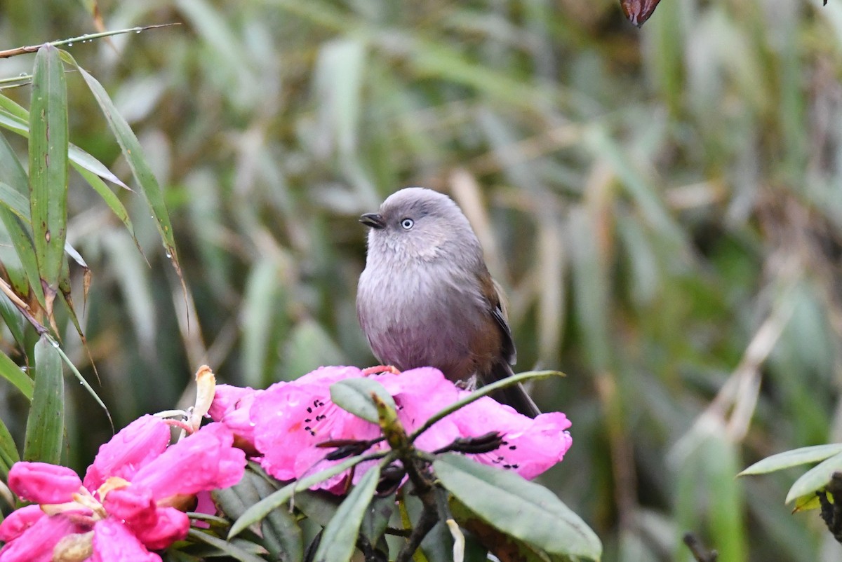 Gray-hooded Fulvetta - Fumihiro SEMBA