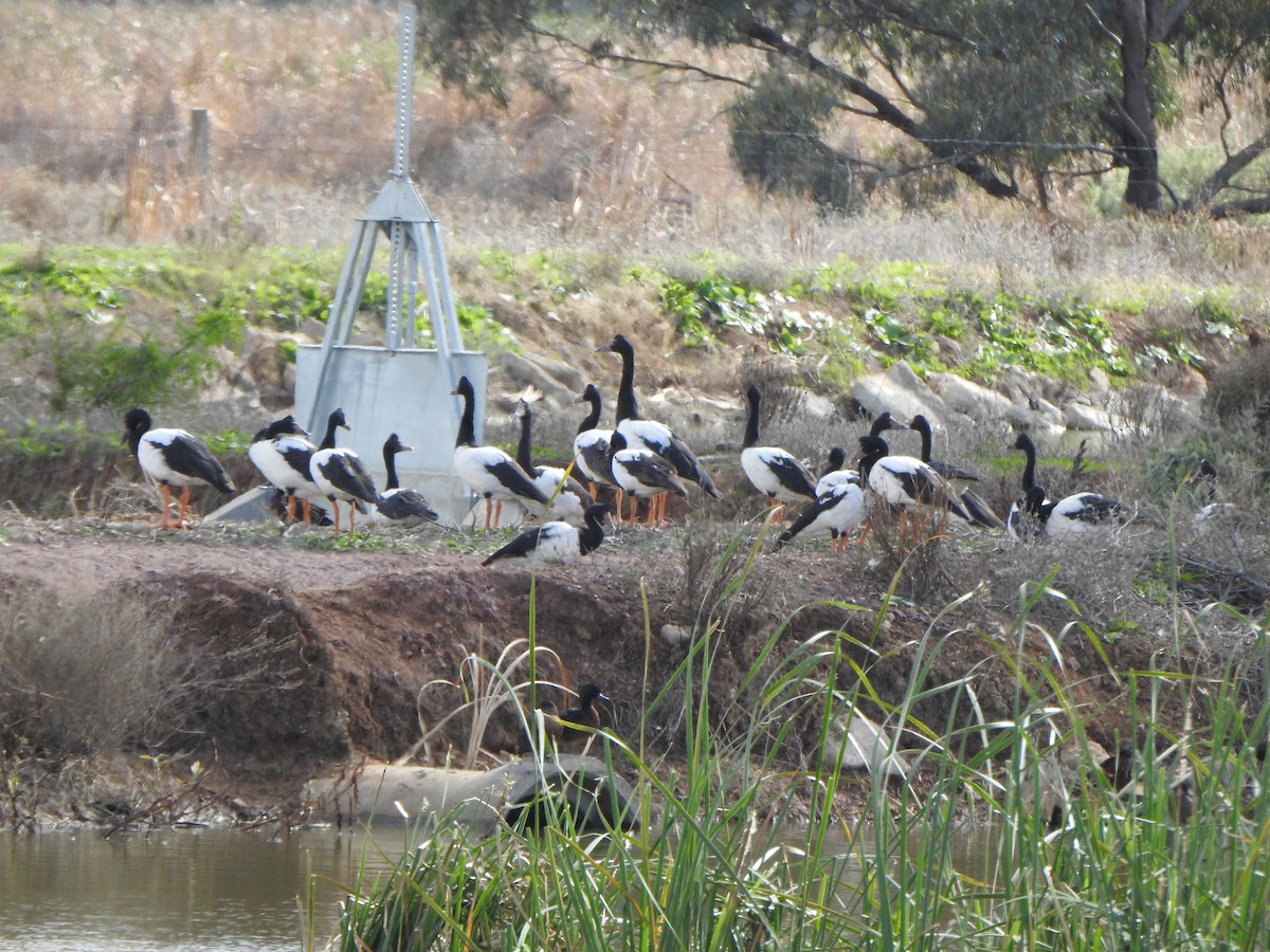 Magpie Goose - DS Ridley