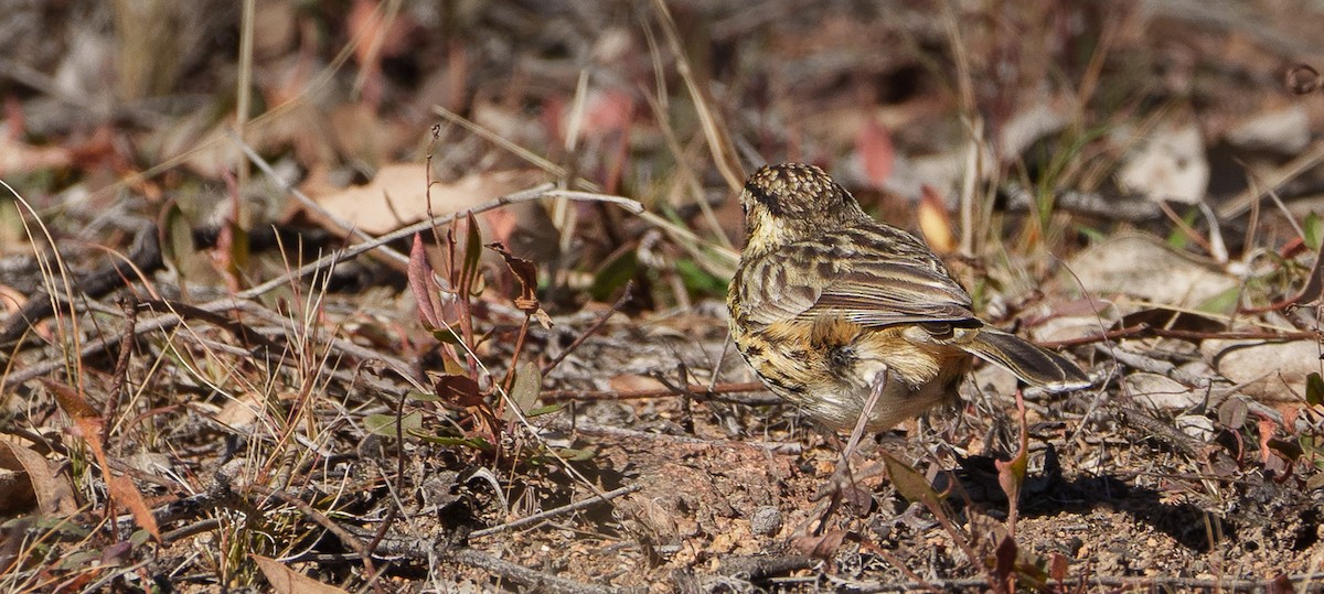 Speckled Warbler - Ben Milbourne