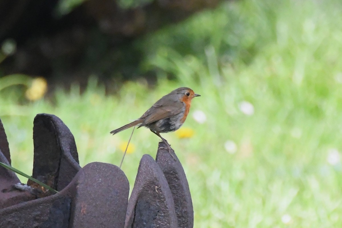 European Robin - Michael Louey