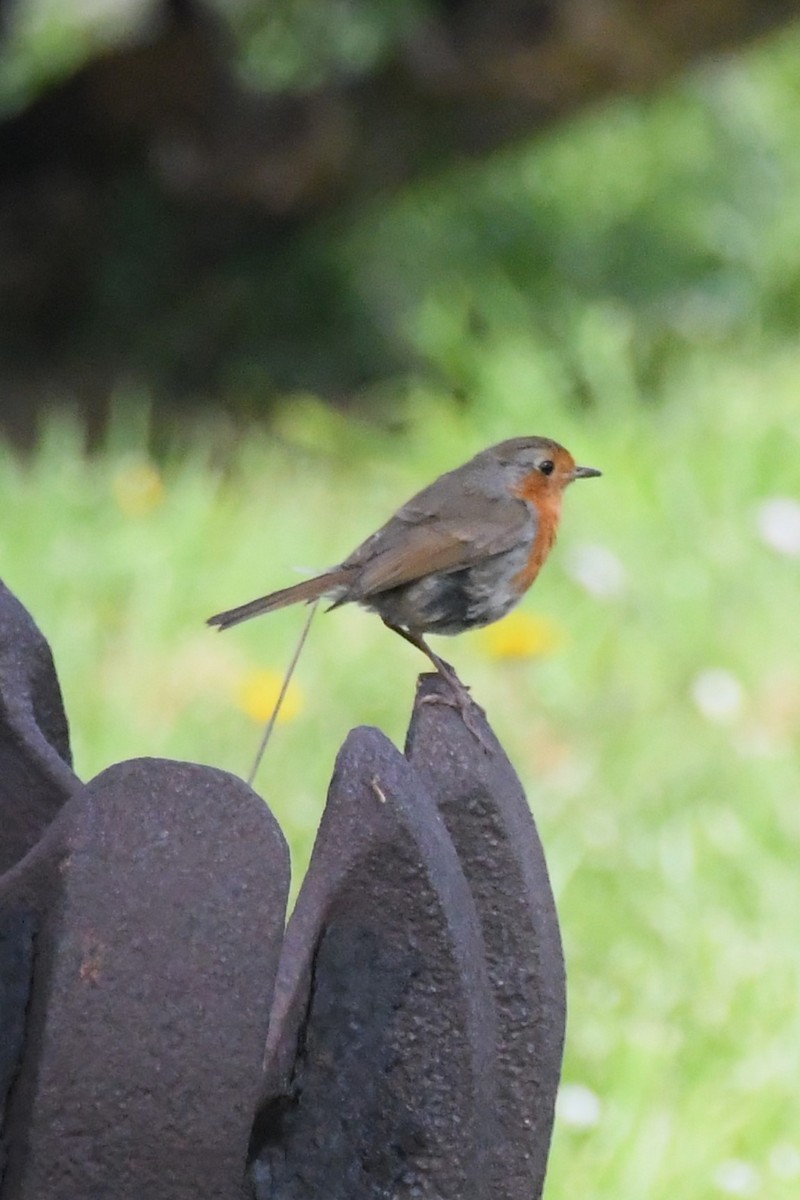 European Robin - Michael Louey