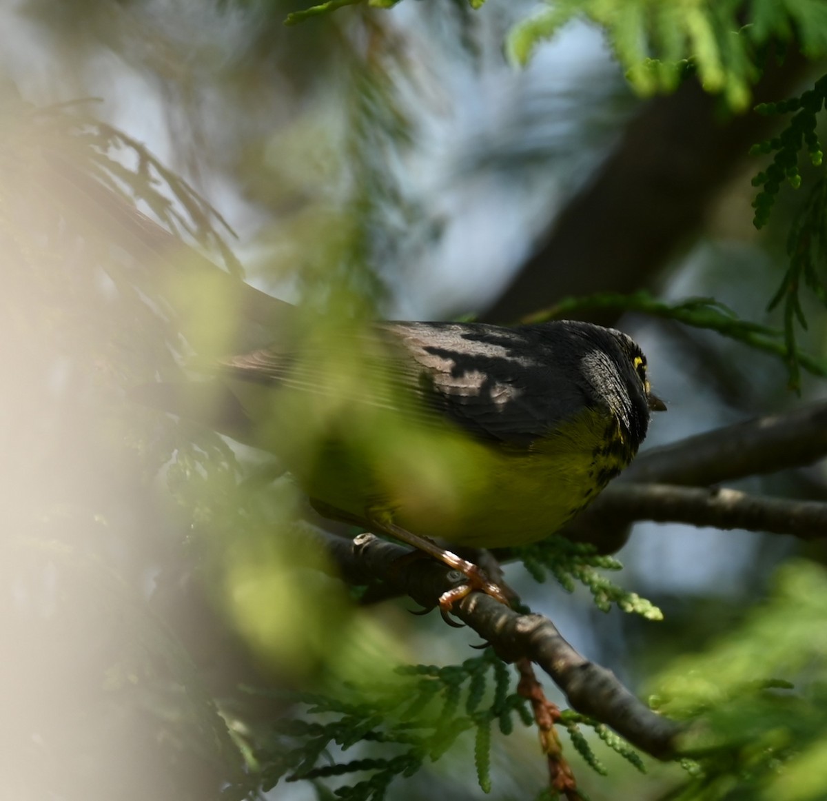 Canada Warbler - Nicolle and H-Boon Lee