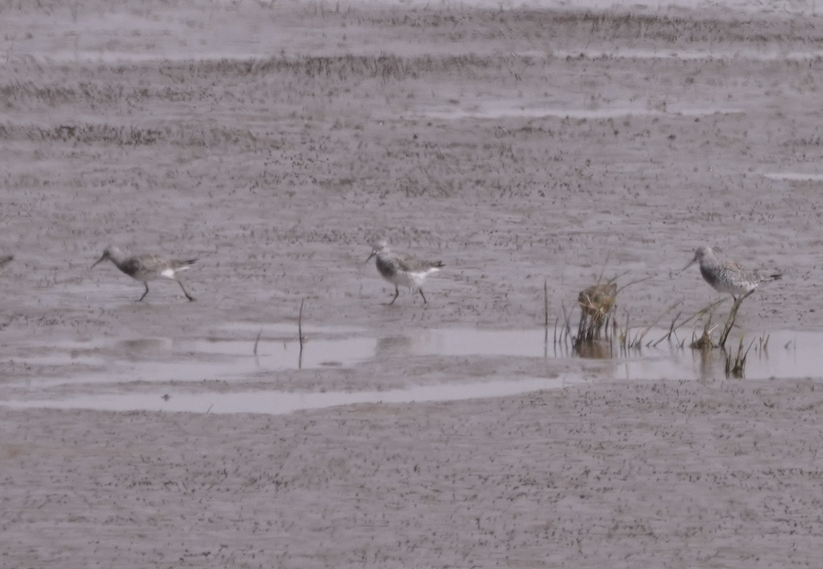 Great Knot - Zhongyu Wang