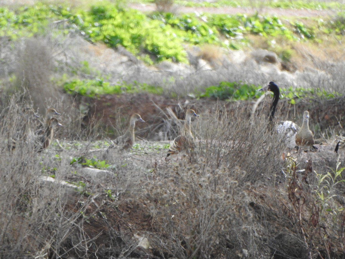 Plumed Whistling-Duck - DS Ridley