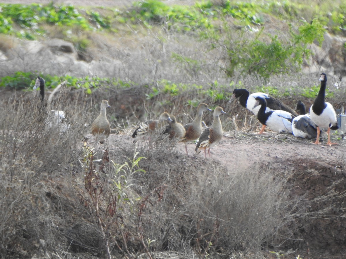 Plumed Whistling-Duck - DS Ridley