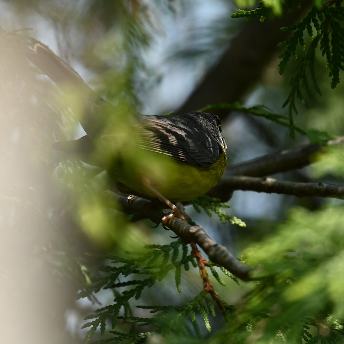 Canada Warbler - Nicolle and H-Boon Lee