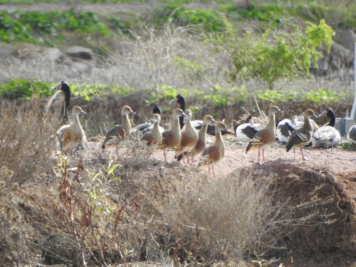 Plumed Whistling-Duck - DS Ridley