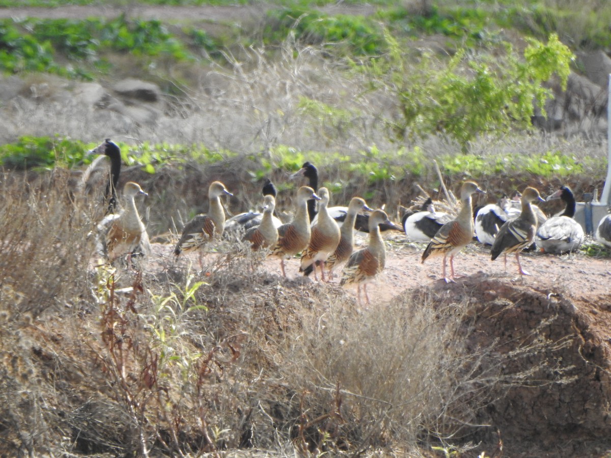 Plumed Whistling-Duck - ML619558985