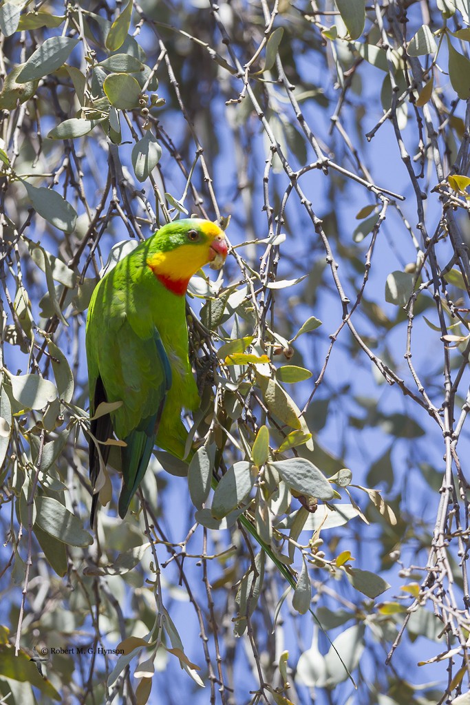 Superb Parrot - Robert Hynson