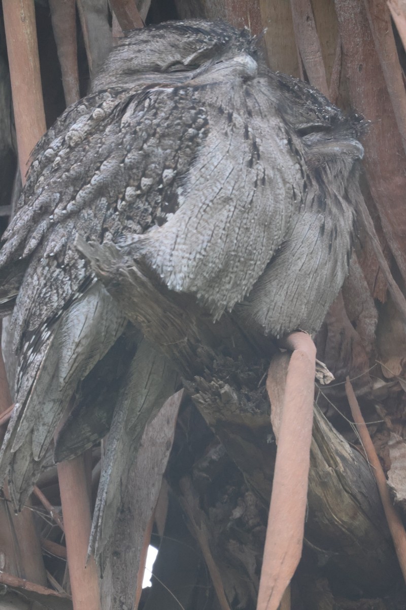 Tawny Frogmouth - GEOFFREY SHINKFIELD