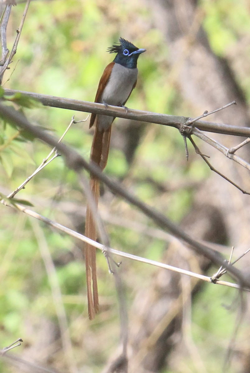 Indian Paradise-Flycatcher - Satheesh Muthugopal Balasubramanian