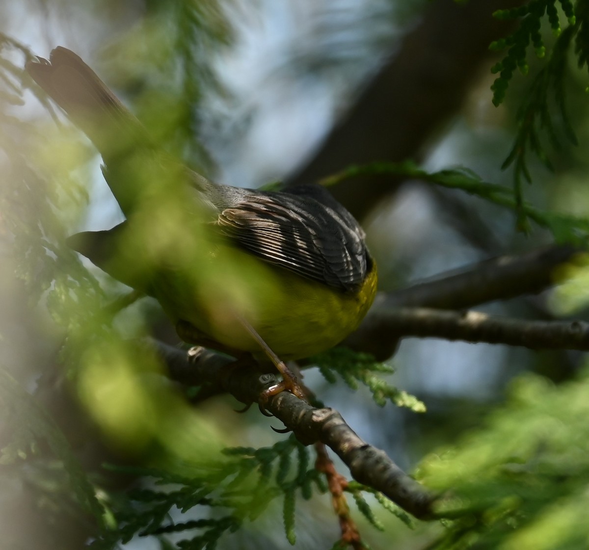 Canada Warbler - Nicolle and H-Boon Lee