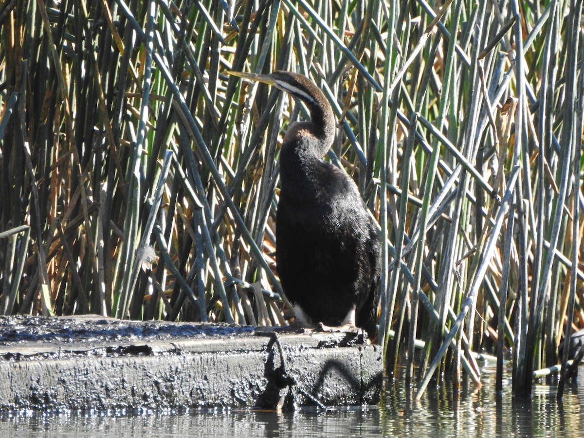 Australasian Darter - Kerry Vickers