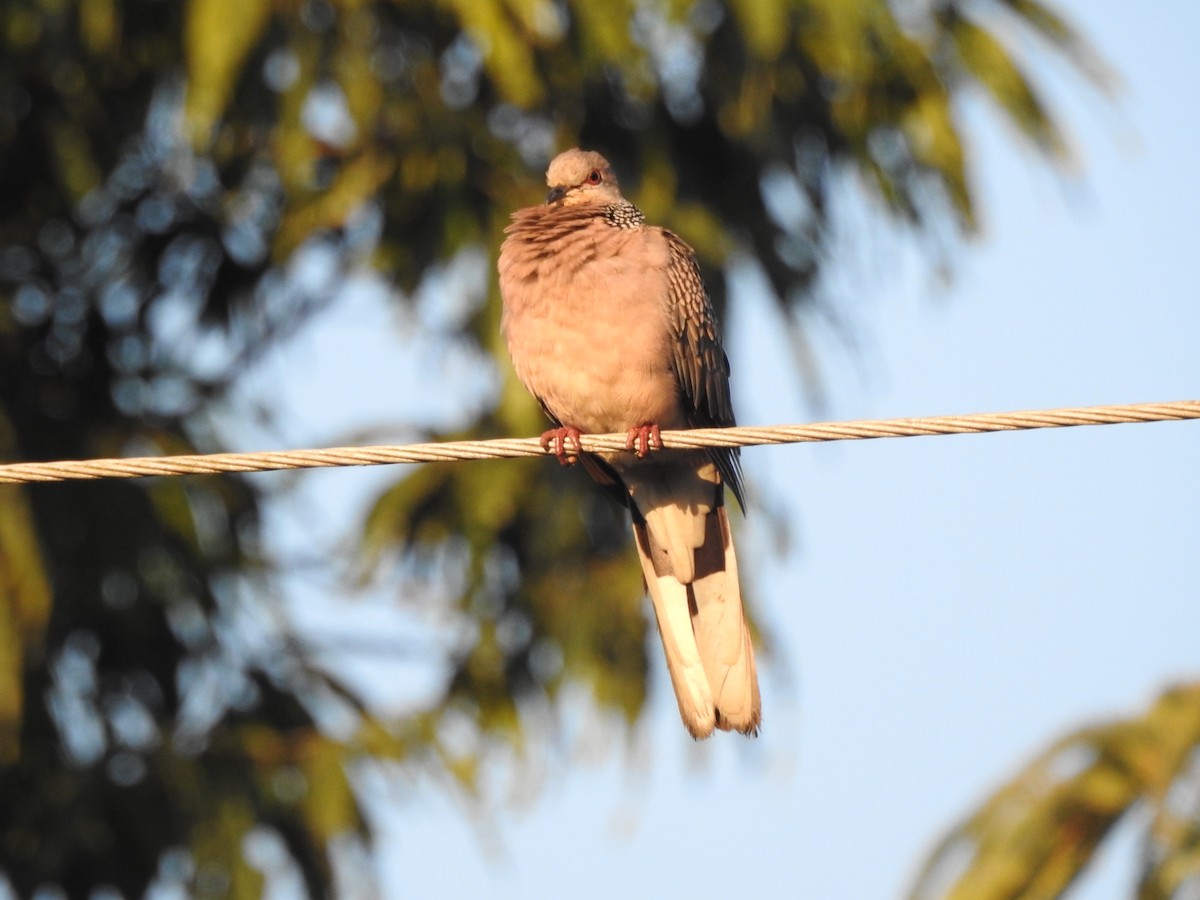 Spotted Dove - Selvaganesh K