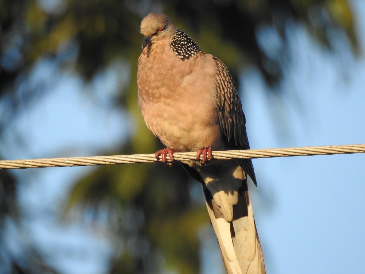 Spotted Dove - Selvaganesh K