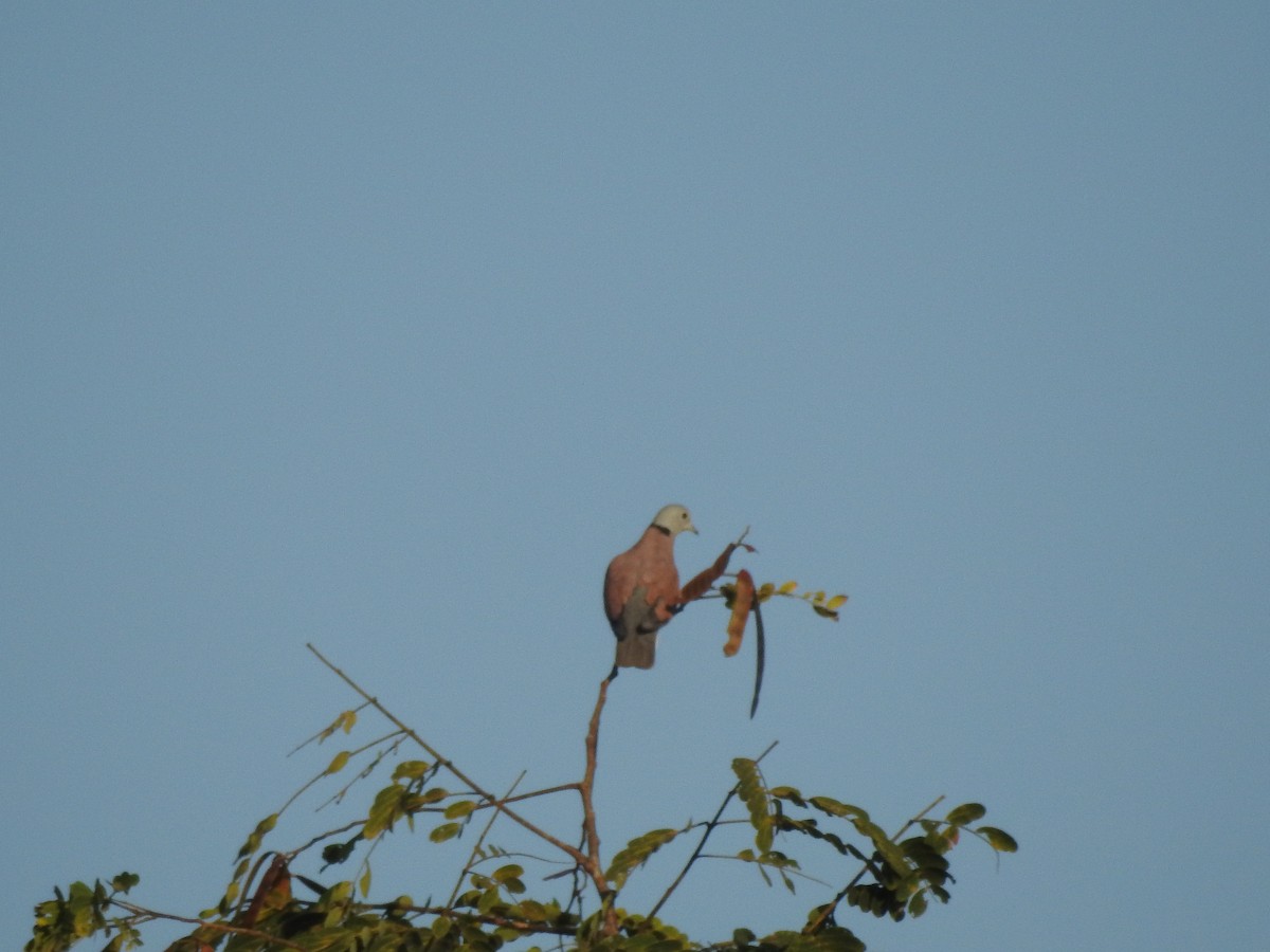 Red Collared-Dove - Selvaganesh K
