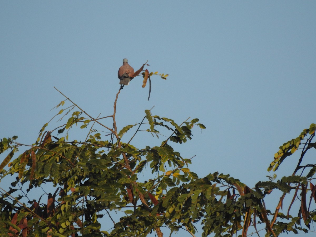 Red Collared-Dove - Selvaganesh K